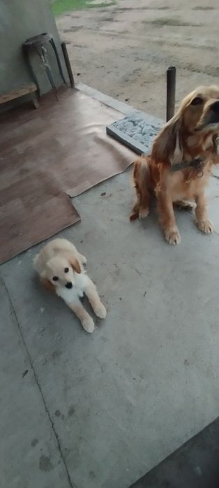 Спаниель девочка