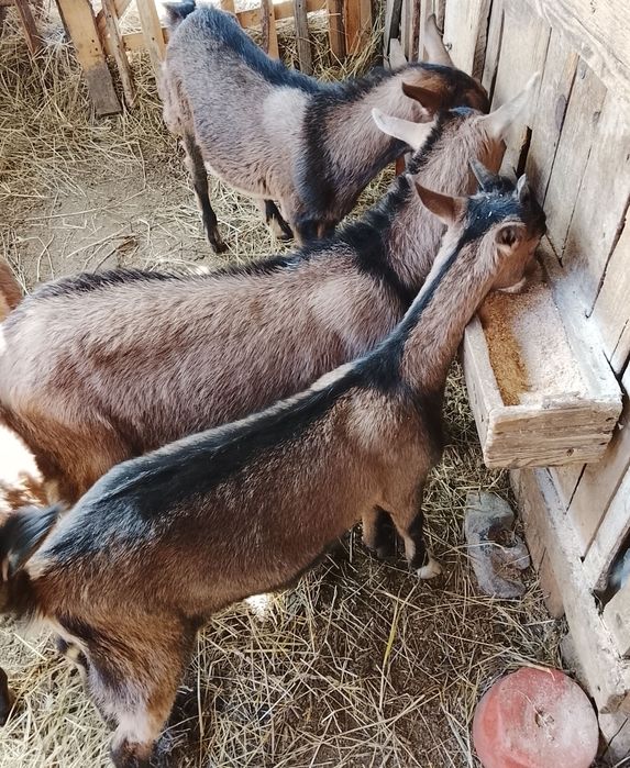 Vând  o iedita și 2iezi alpini francezi