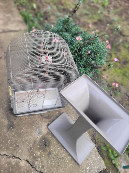 Colivie papagal imensa