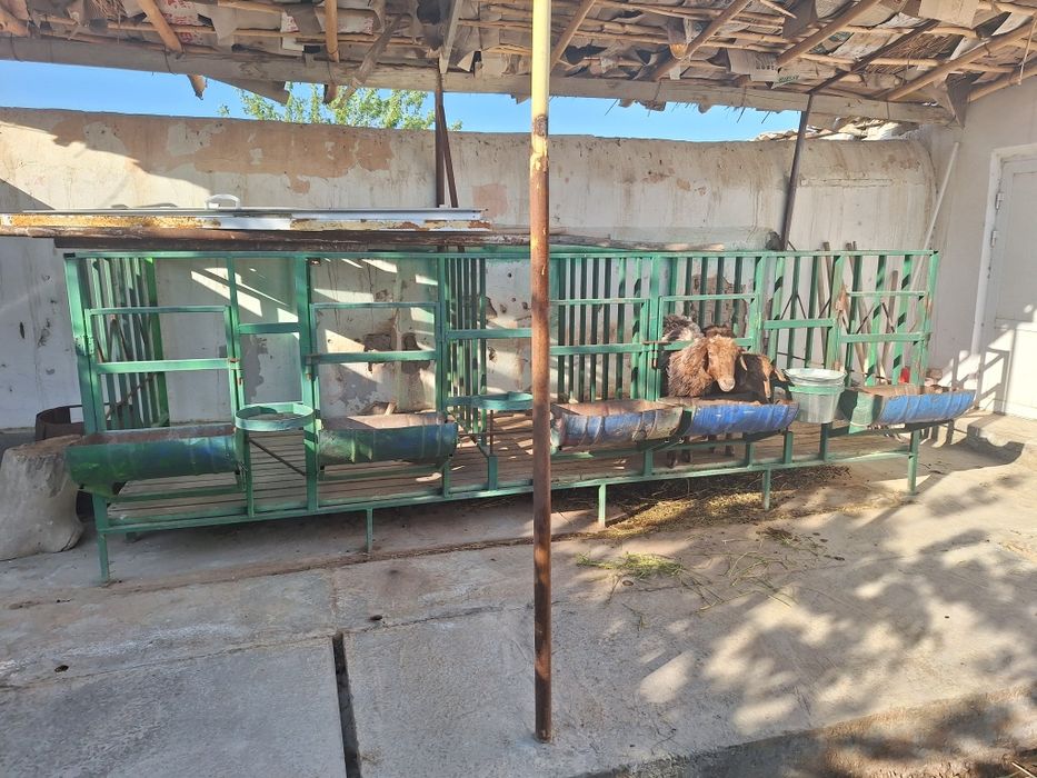 Кой кора сатылады