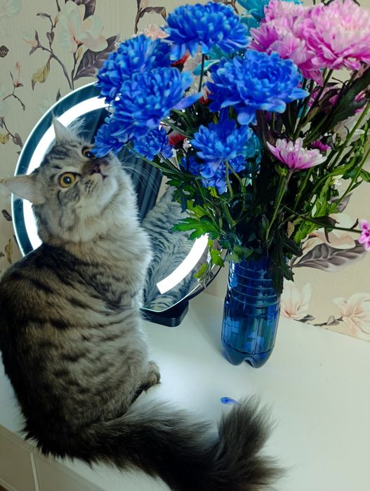 Отдам кота в хорошие руки