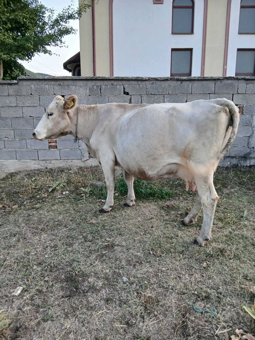 Продават се крави!