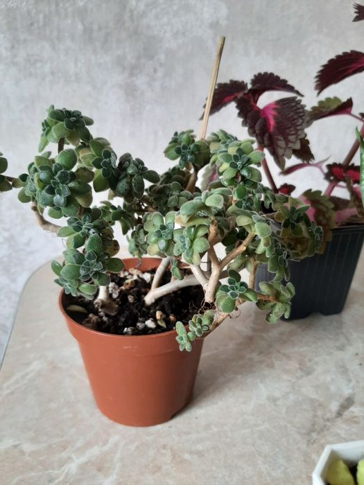 Комнатные цветочки