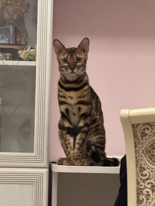 Продам кота бенгал