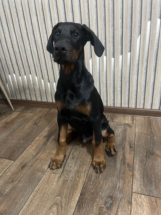 Продам добермана