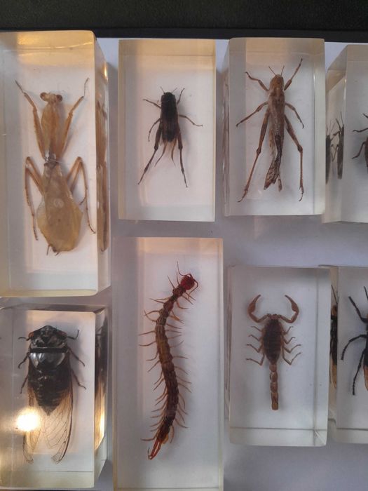 Lot 12 insecte reale in rasina Deagostini