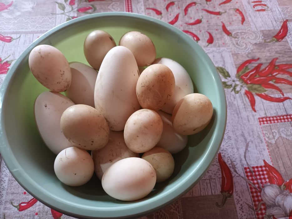 Vand gaste toulouse si rate mute