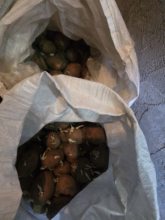 Продам  картофель  дачный.