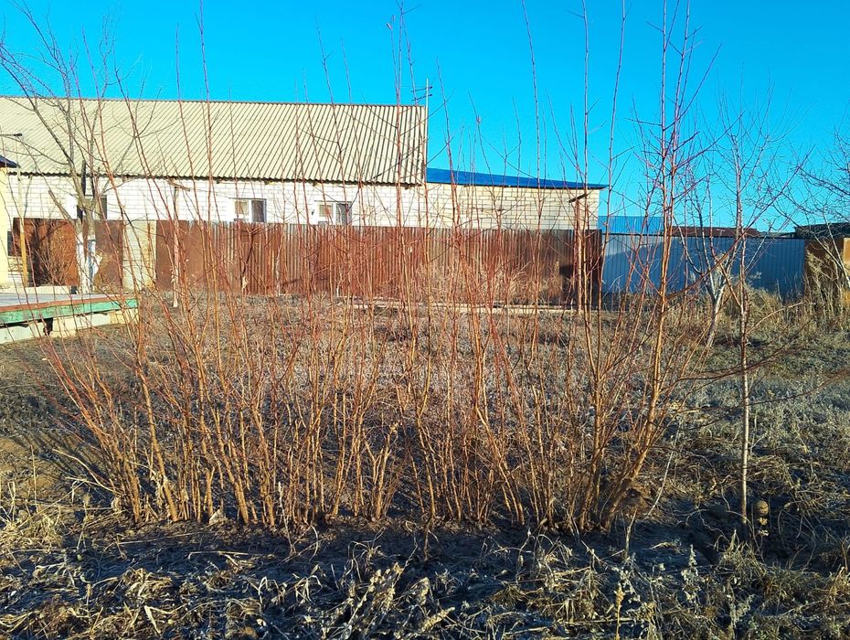 Продам саженцы абрикосов