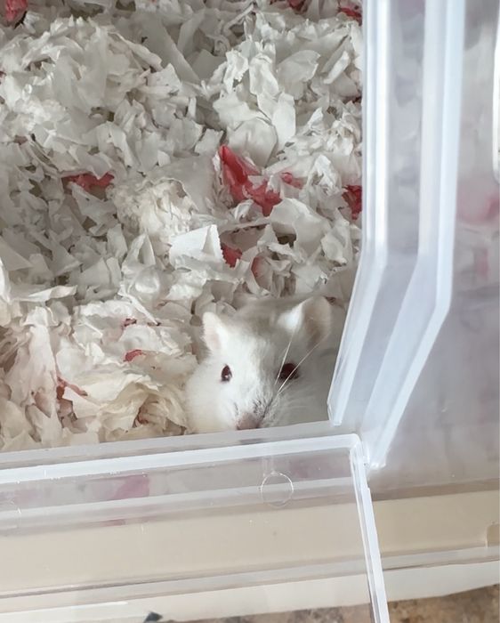 Хомяк с клеткой отдам