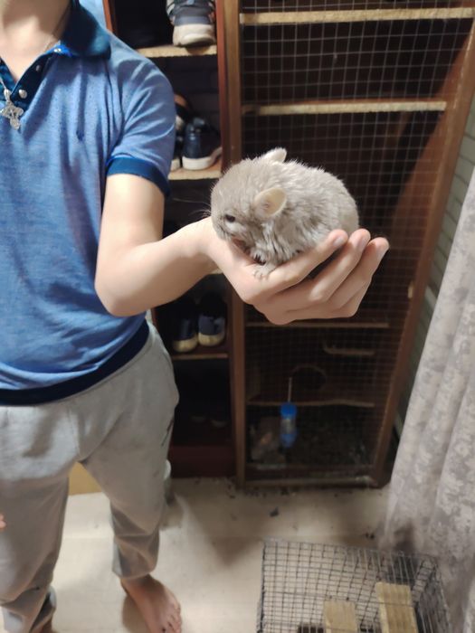 Шиншилла продам..