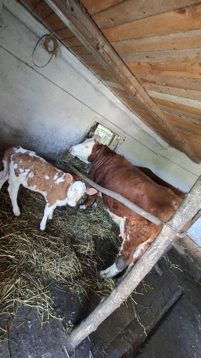 Vand vaca cu vitel