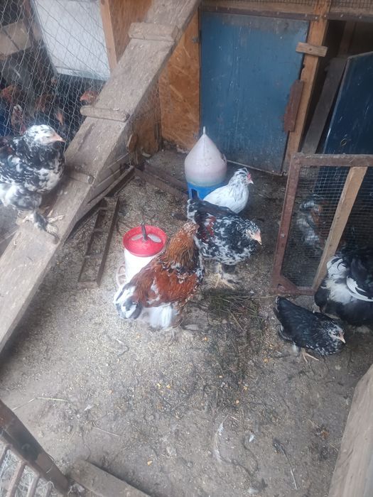 gaini brahma Cocosi brahma ,cocosi motati si cocosei brahma portelanOua din gainile din poze brahma ,motate ,paduana strumsky batan