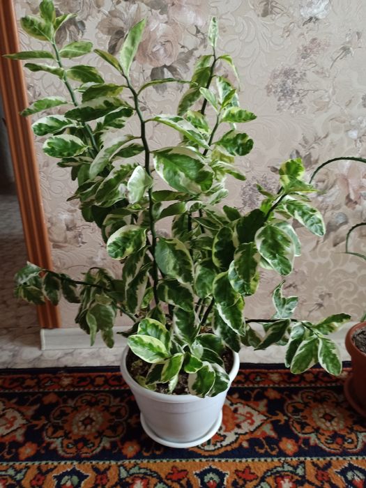 Цветы цветы разные продам