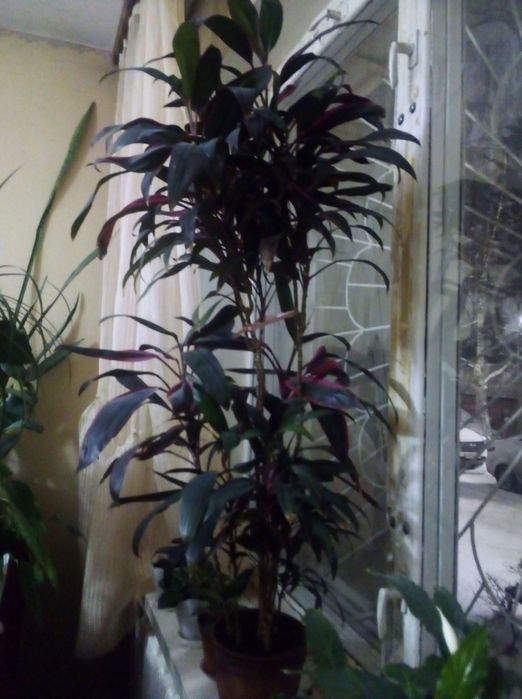 Растения для офиса