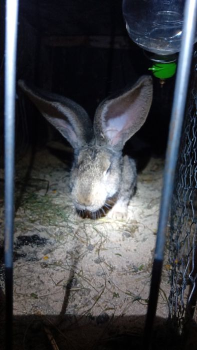 Urias german o pereche