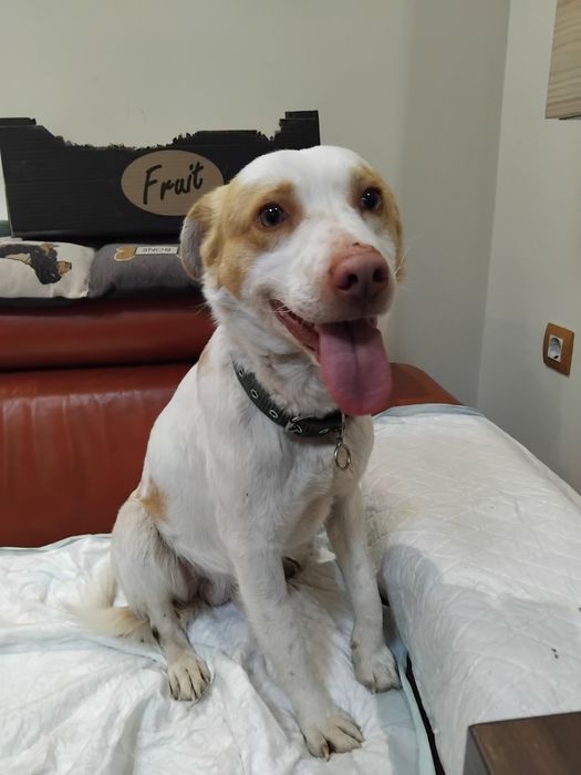 Подарява се кученце Съни