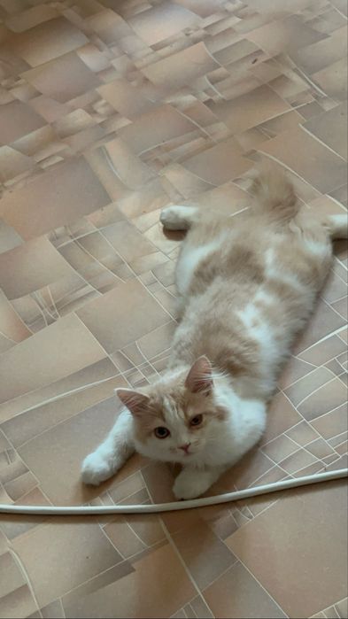 Ұл мысық  7 айлық
