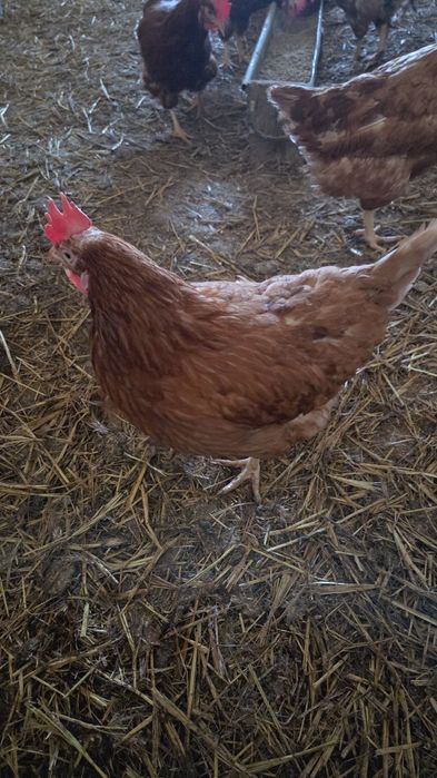 Gaini rosii ouătoare