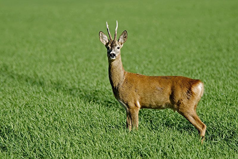 Тирбушон и нож за отваряне на писма