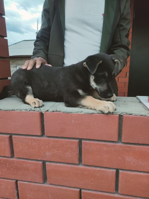Отдам щенка в добрые руки