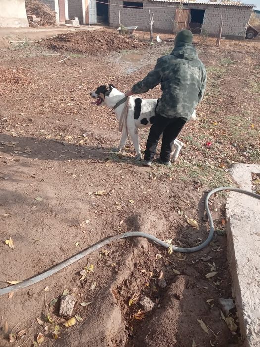 Алабай ұрғашы күшіктер