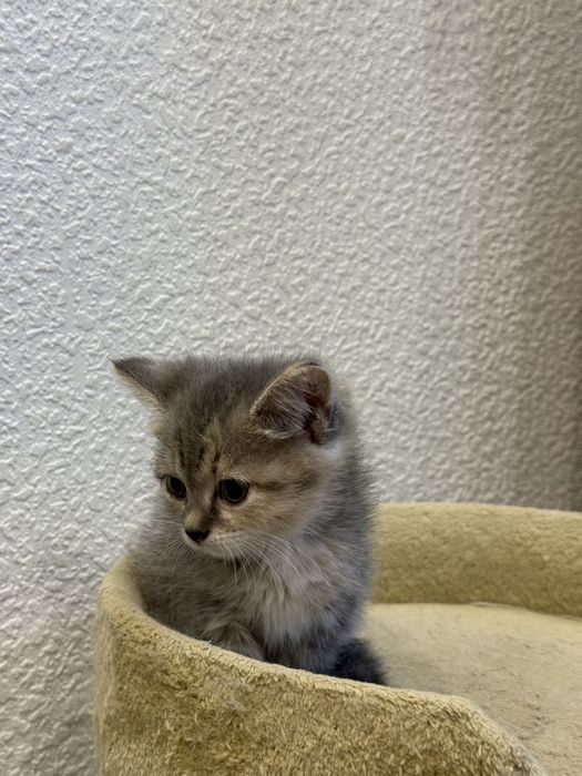 Отдадим котят в добрые руки!