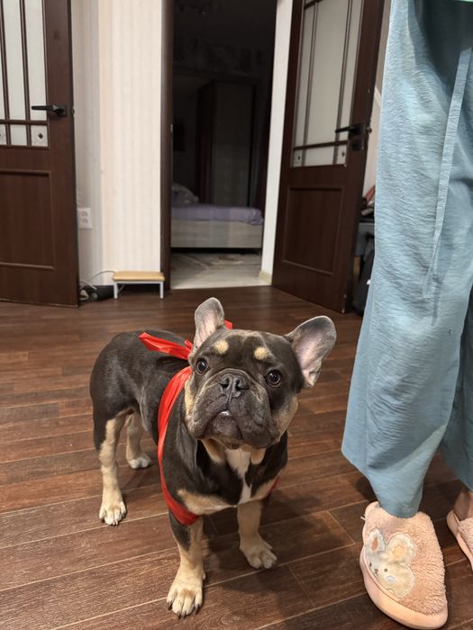 Мальчик француз ищет девочку для вязки