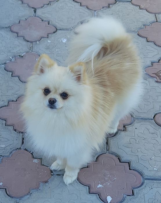 Вязка померанский шпиц