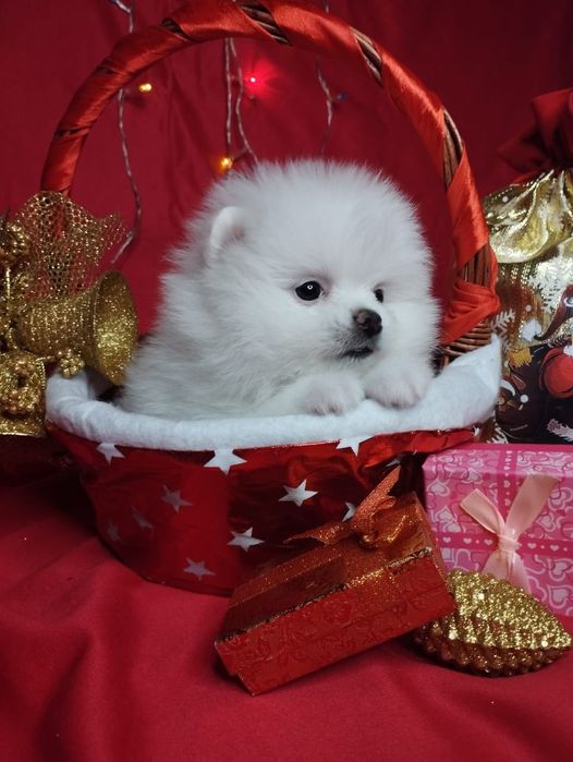 Щенки шпица мини