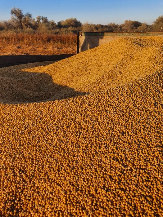 Соя. Пищевая соя.