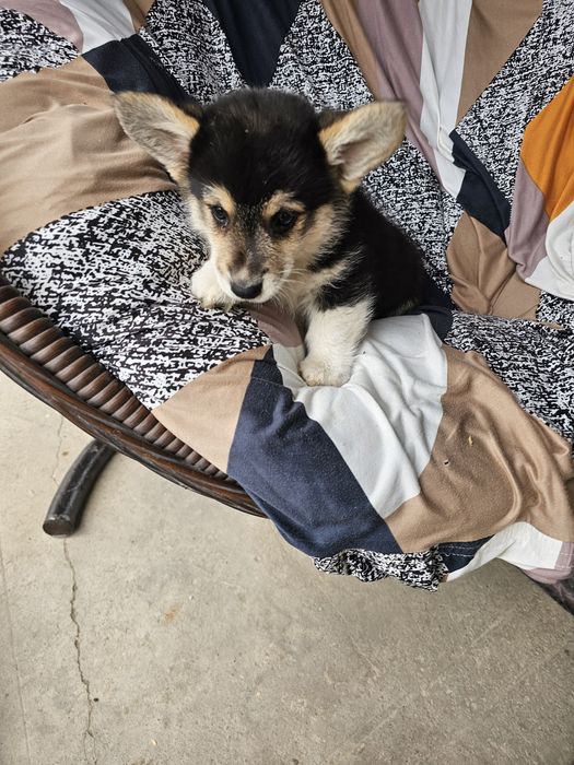 Корги красавец в чёрном плаще