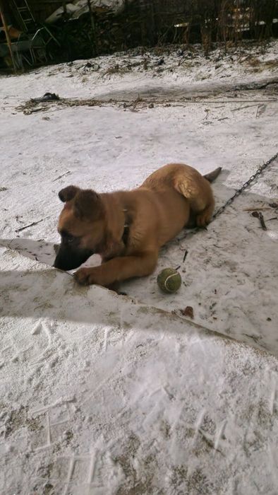 Отдам щенка 5 месяцев- овчарка!