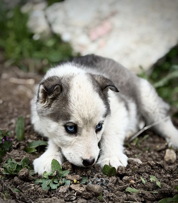 Femela husky siberian!