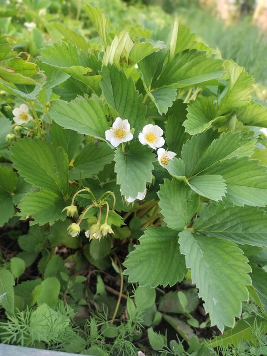 Продам дачу на 16 км идеал