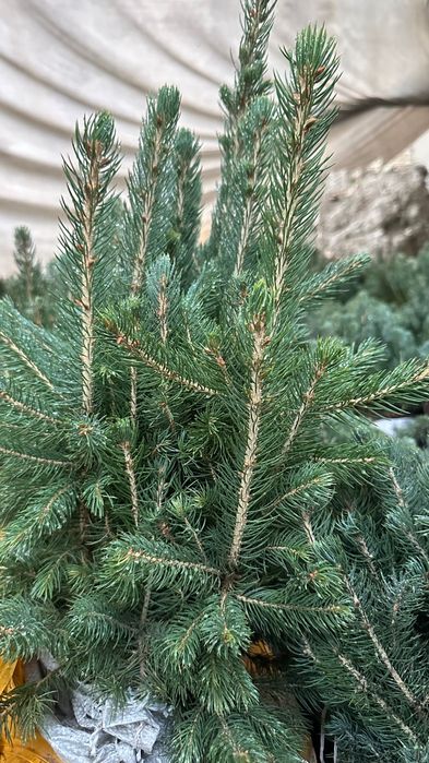 Голубая ель кўчатлари сотилади!