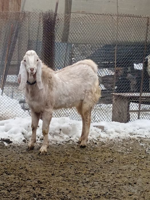 Продаётся козочка