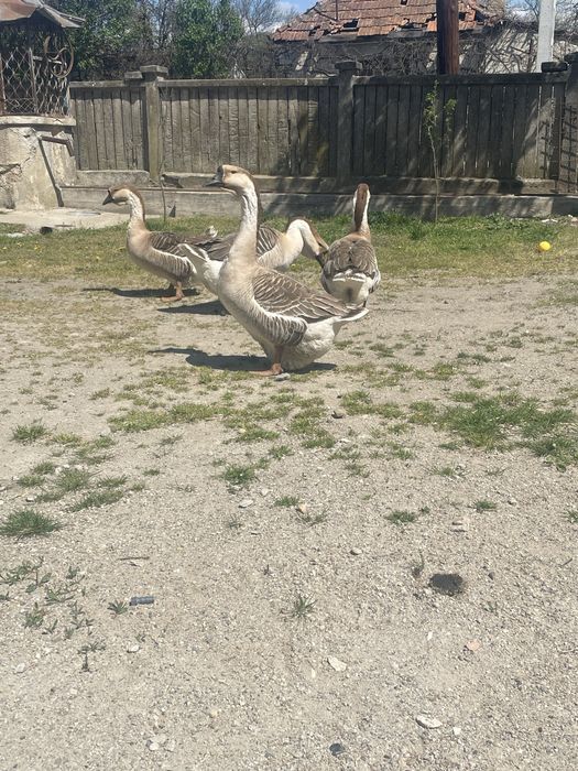 Oua de gaste Africane