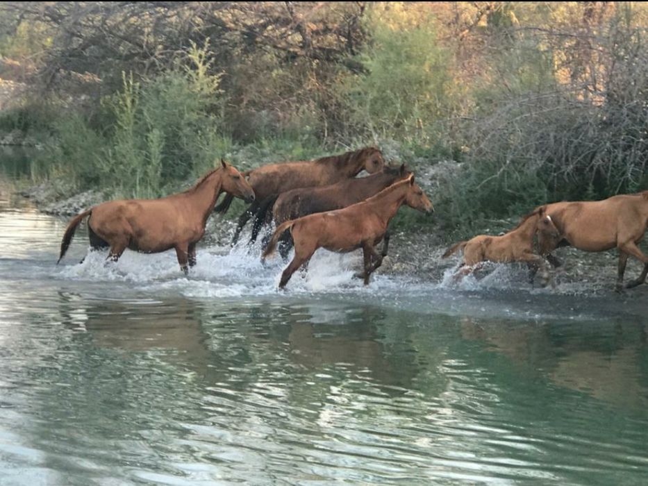Лошади Құнан,тай, Айғыр бар
нөмір