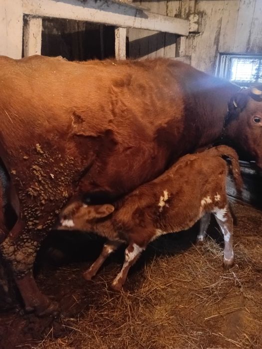 Продам телочку 110 тыс