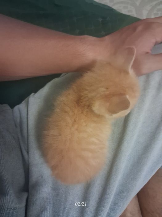 Котёнок | Кот | Питомец