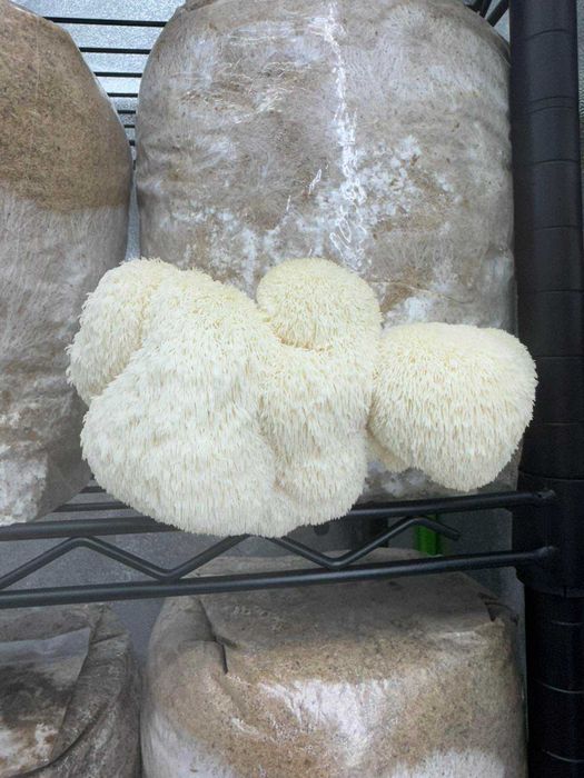 Домашно отгледани гъби Лъвска грива | Hericium erinaceus