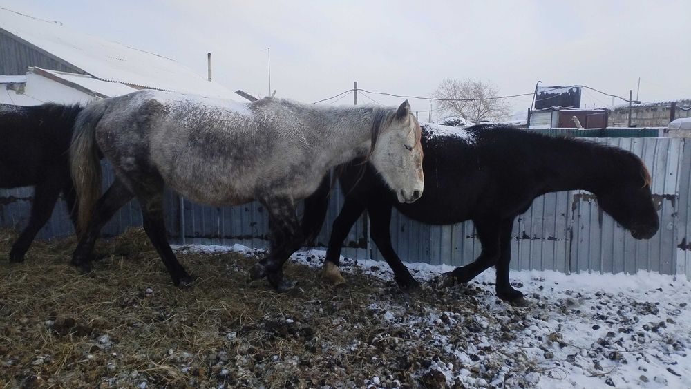 Продам кобылу 6 лет