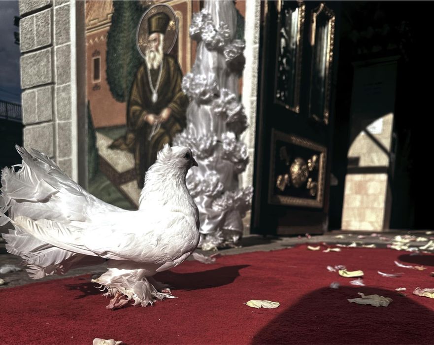 Porumbei și aranjamente