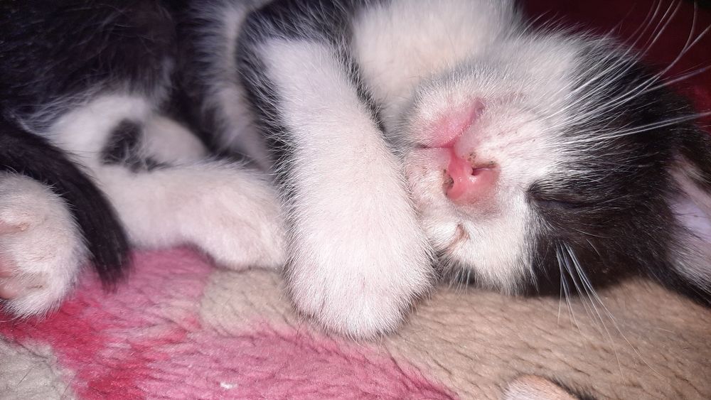 Voyaga etgan ayollarning katta sarkma kokraklari fotosurati