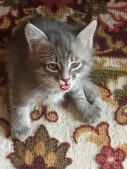 Котята  в добрые руки
