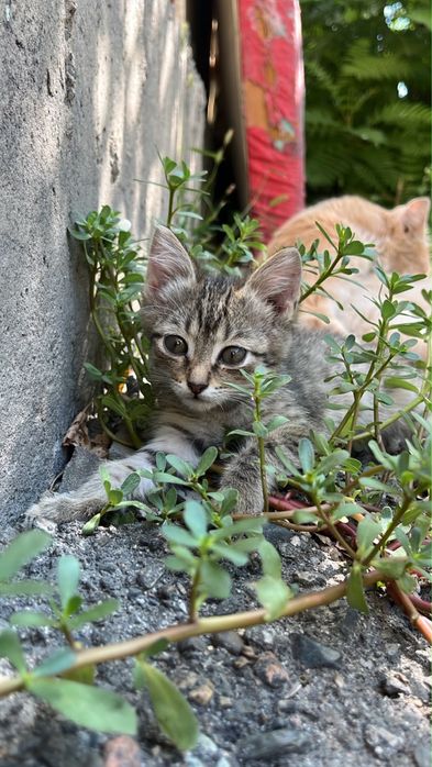 Отдам котят в добрые руки