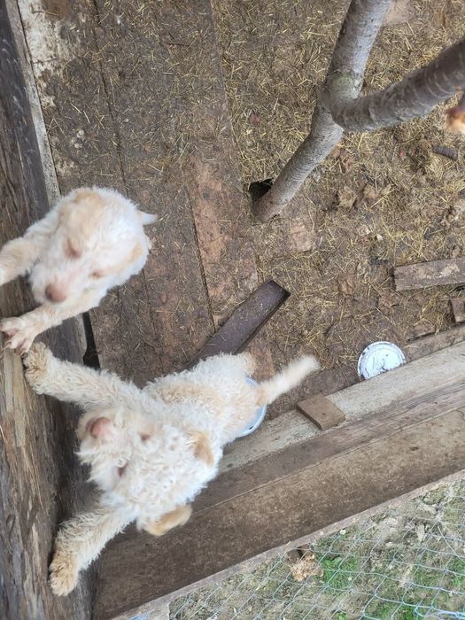 Pereche de pui de rasa Lagotto Romagnolo
