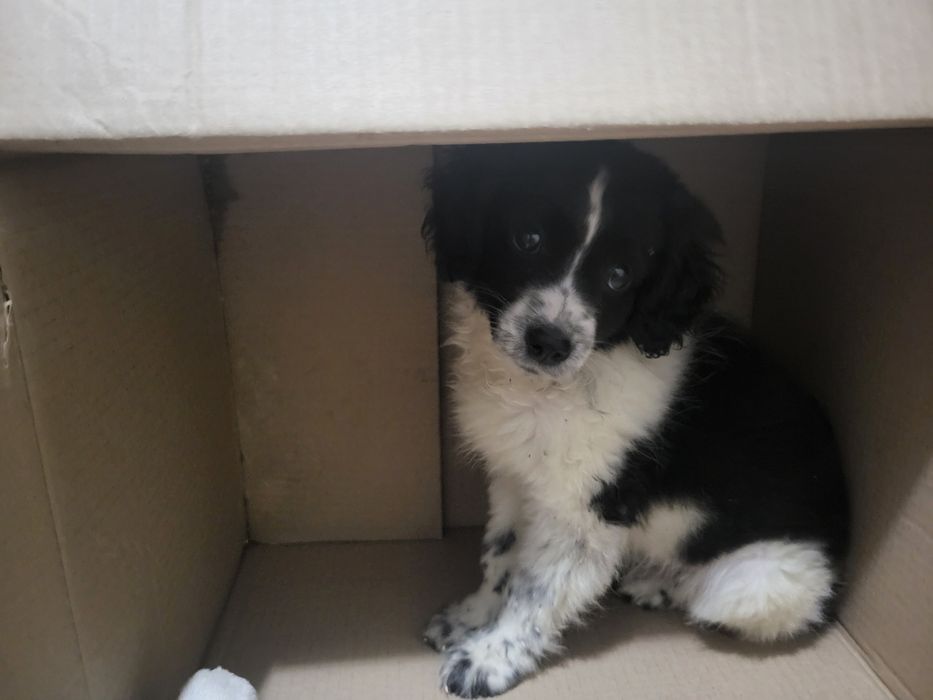 Щенок спаниеля 1 месяц