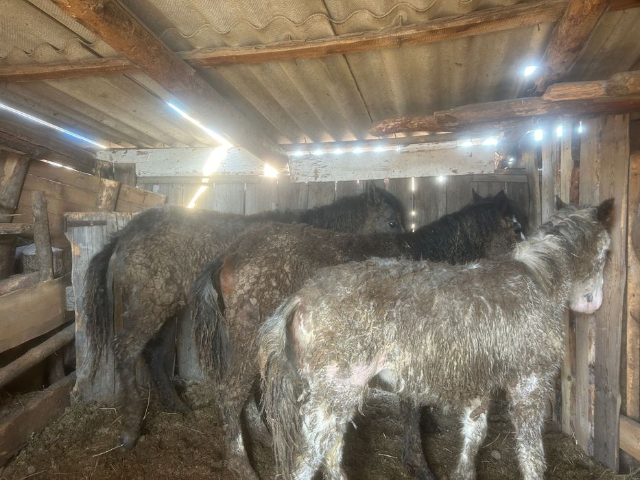 Продам упитанных жеребят